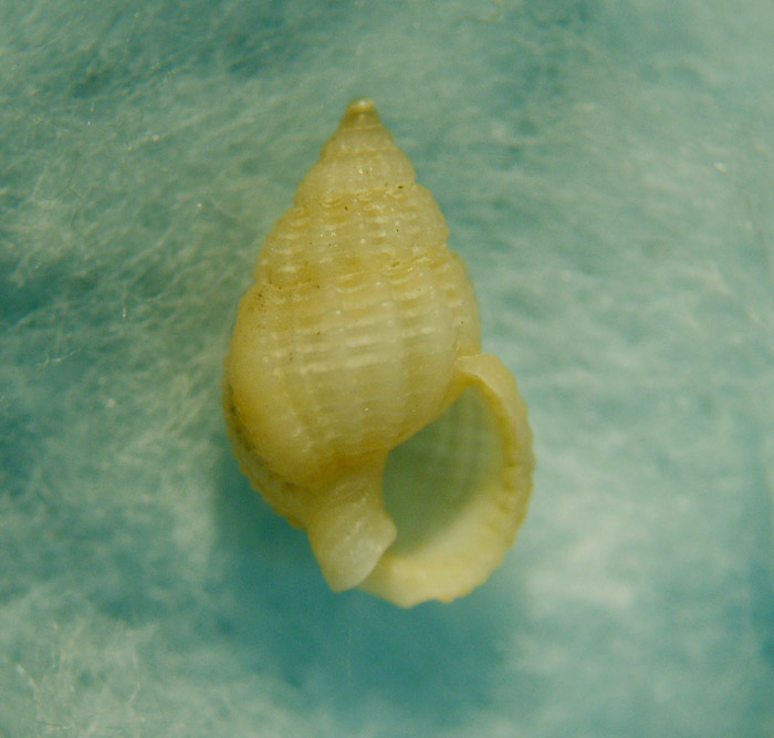 Nassariidae nel Mediterraneo